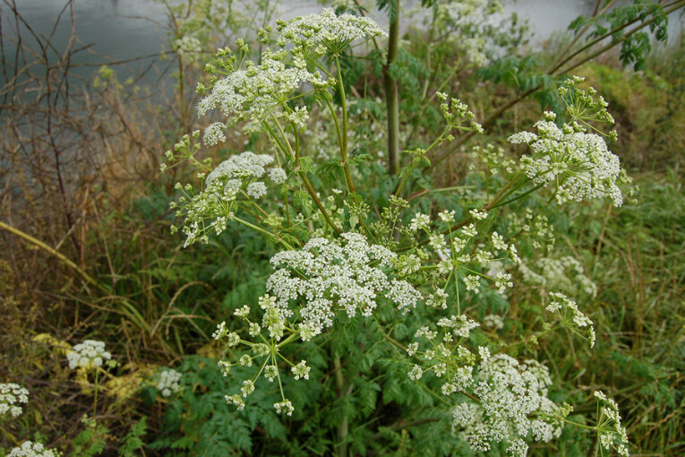 Растения в лесах России, которые могут вам навредить