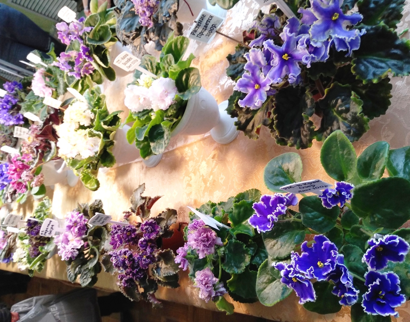 Чарующая красота фиалок. Заглянем вместе на вставку в зимний день, чтобы полюбоваться цветущим раем