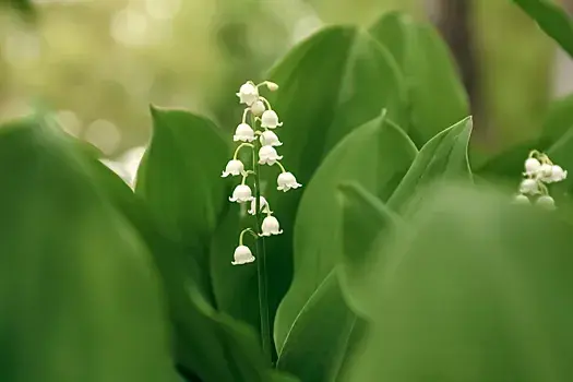 Растения в лесах России, которые могут вам навредить