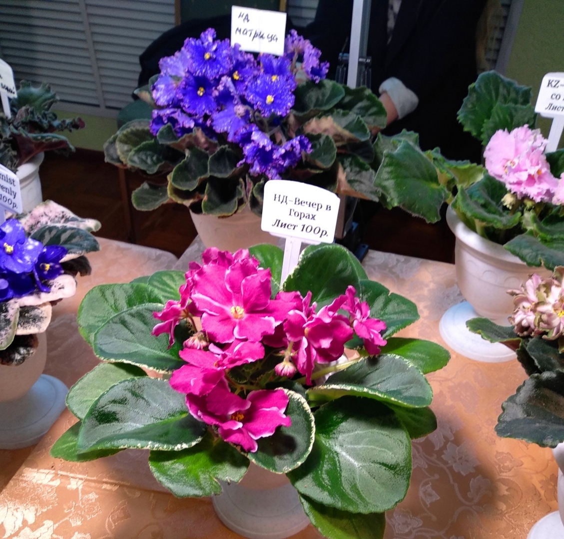 Чарующая красота фиалок. Заглянем вместе на вставку в зимний день, чтобы полюбоваться цветущим раем