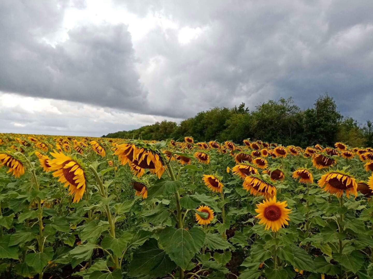 Люблю фотографировать родную природу! Особенно, когда выезжаем на Дон