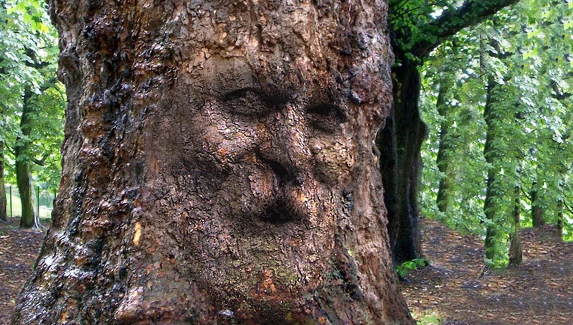 О любви к земле у Карлоса Кастанеды!