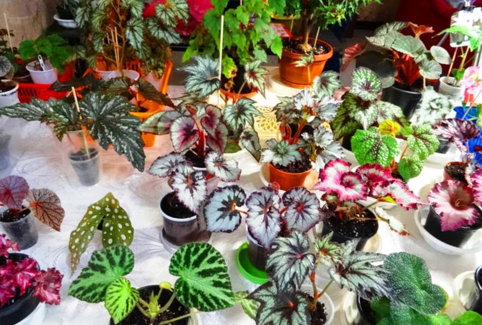 Чарующая красота фиалок. Заглянем вместе на вставку в зимний день, чтобы полюбоваться цветущим раем