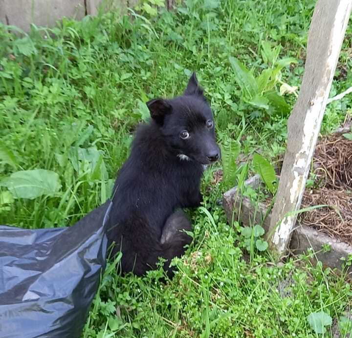 Москва или деревня, квартира или частный дом? События последних лет подталкивают к судьбоносному решению по смене ПМЖ