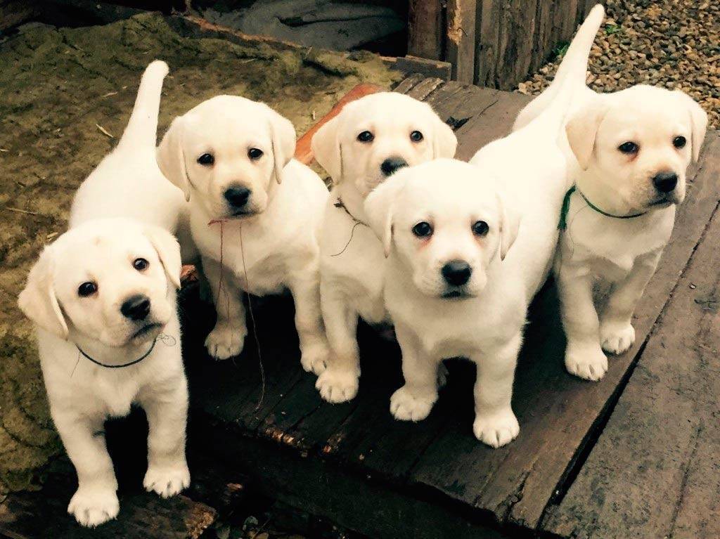 Вправе ли сосед разводить на своем участке собак и продавать их?