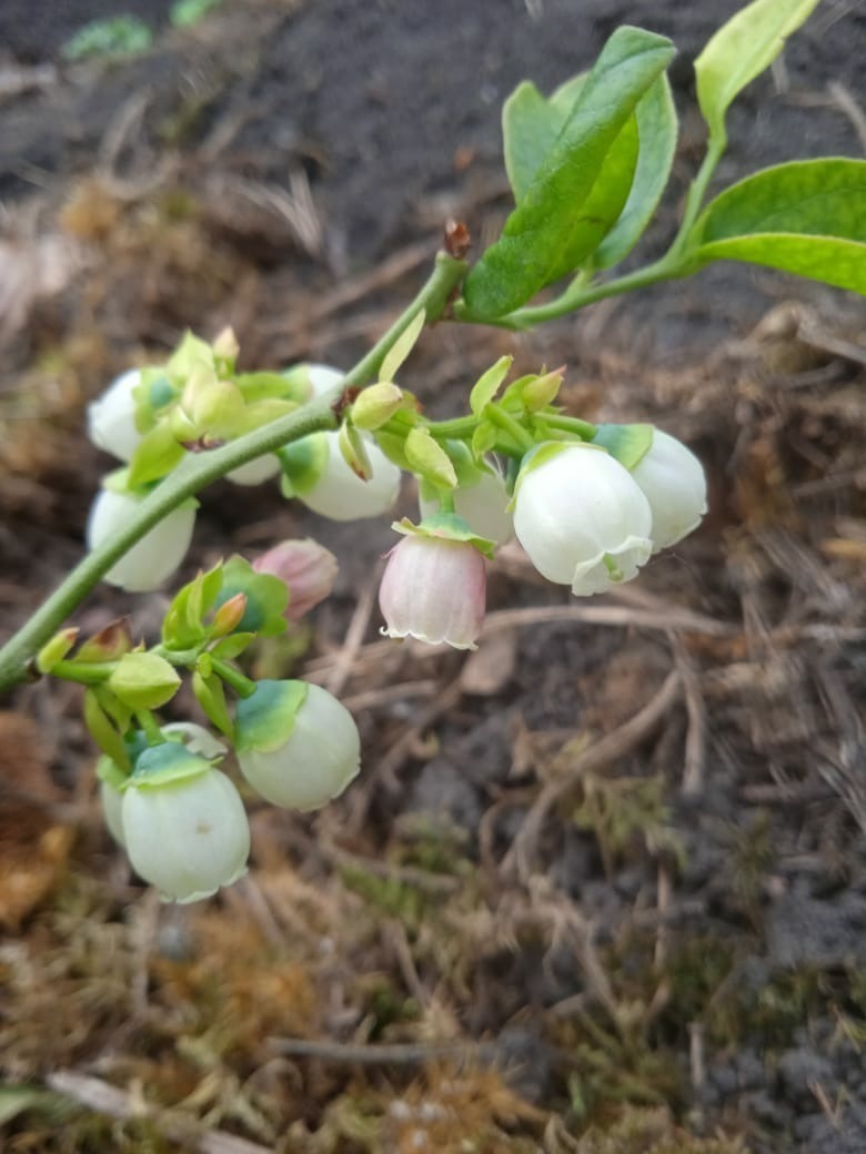Садовая голубика: мой опыт выращивания "пьяной ягоды", первый урожай и первые впечатления от болотной ягоды.