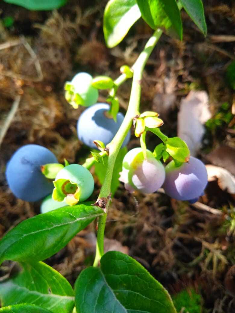 Садовая голубика: мой опыт выращивания "пьяной ягоды", первый урожай и первые впечатления от болотной ягоды.