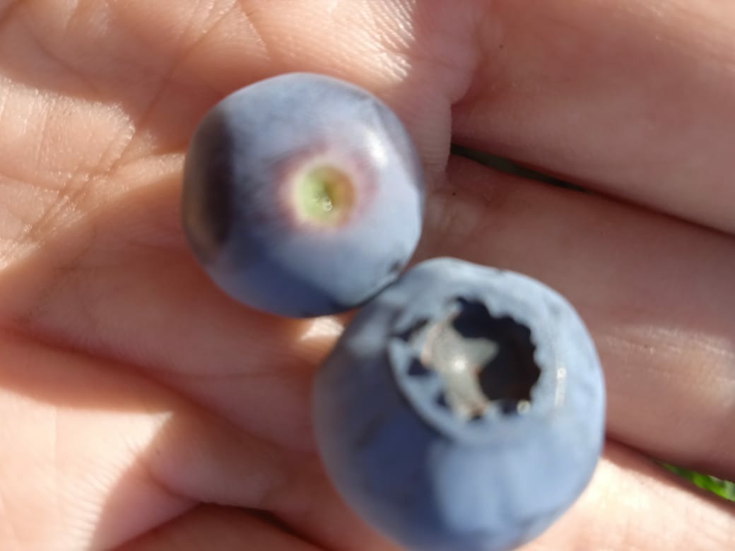 "С мечтой о пьяной ягоде": моя новая публикация на страницах дачного журнала, история о том, как мечты сбываются.