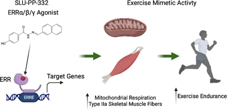 В результате научных исследований был создан препаратSLU-PP-332, который точно воспроизводит эффект физических упражнений, способствующий ...