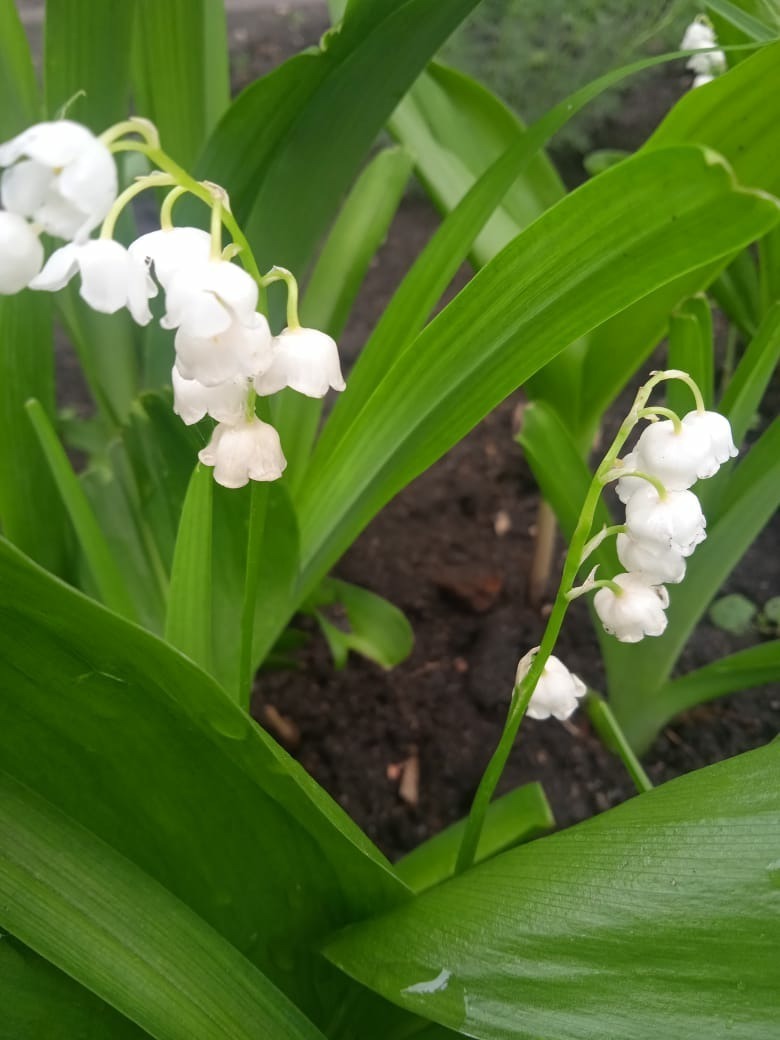 Садовая голубика: мой опыт выращивания "пьяной ягоды", первый урожай и первые впечатления от болотной ягоды.