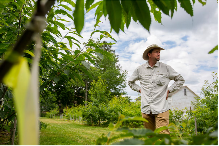 Генная инженерия была призвана спасти каштаны. Потом произошла ошибка