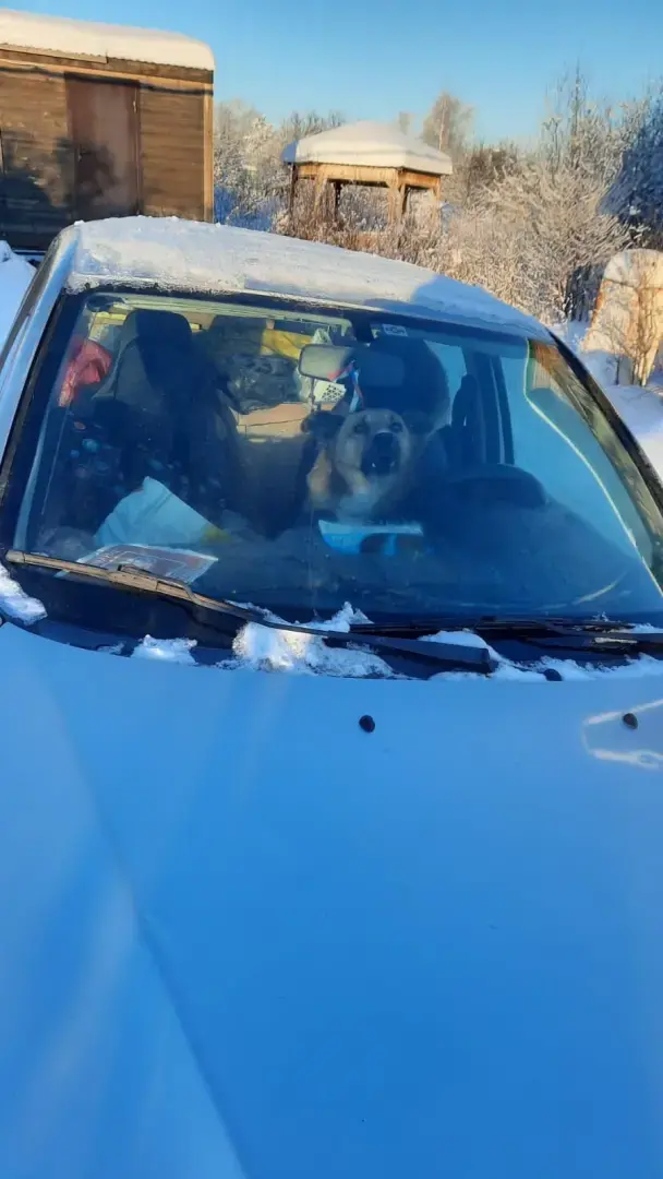 О бездомных собаках и кошках. Моё мнение. Предложение для власти.