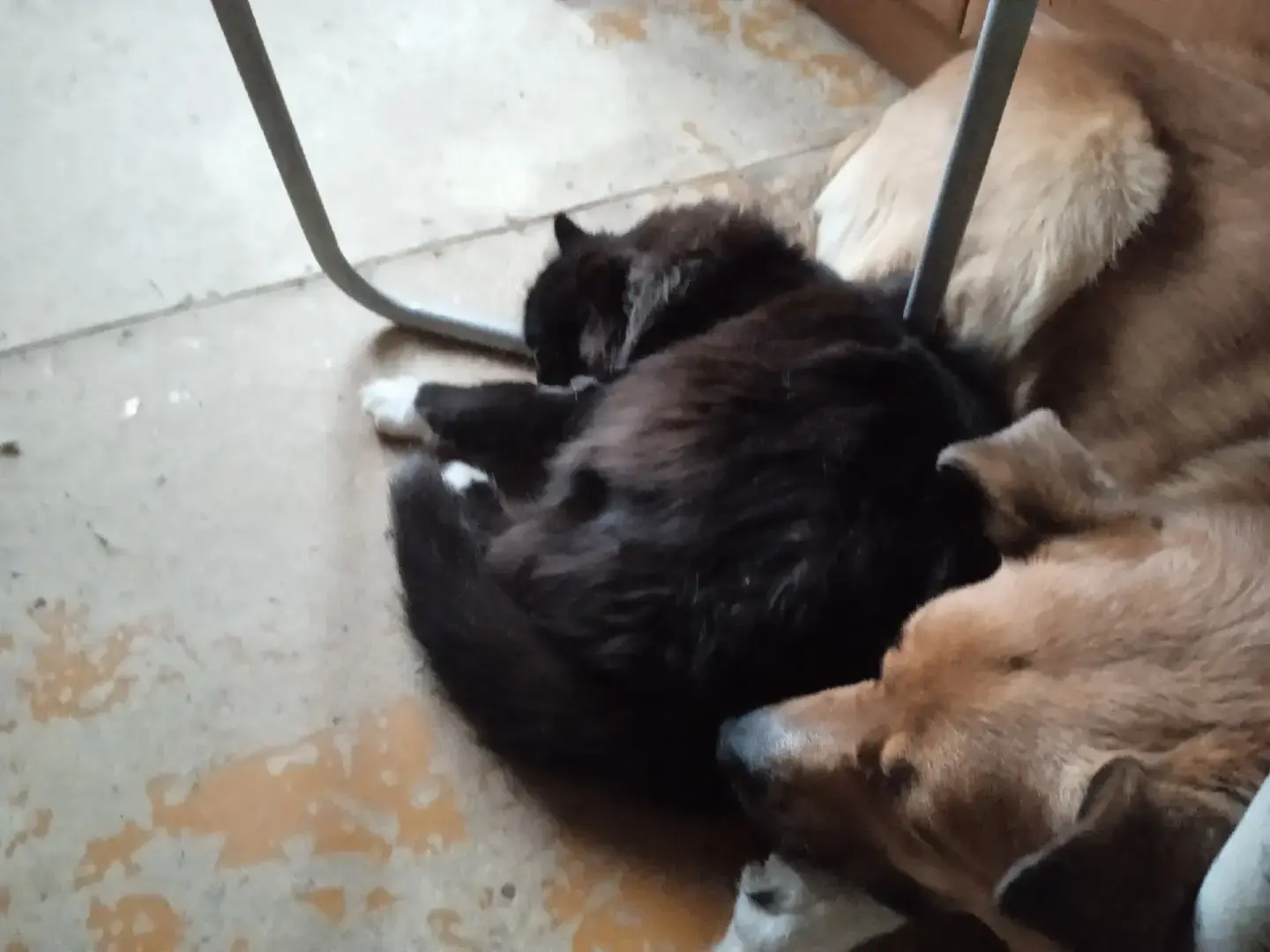 О бездомных собаках и кошках. Моё мнение. Предложение для власти.