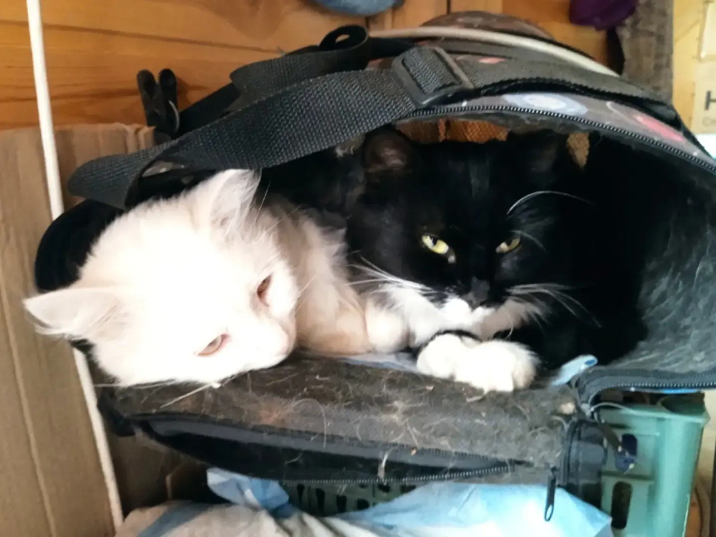 О бездомных собаках и кошках. Моё мнение. Предложение для власти.