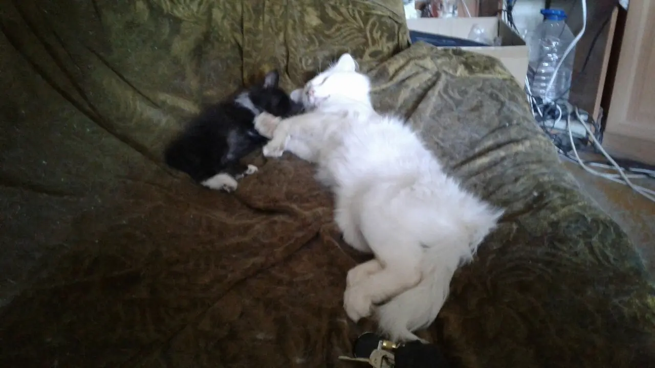 О бездомных собаках и кошках. Моё мнение. Предложение для власти.