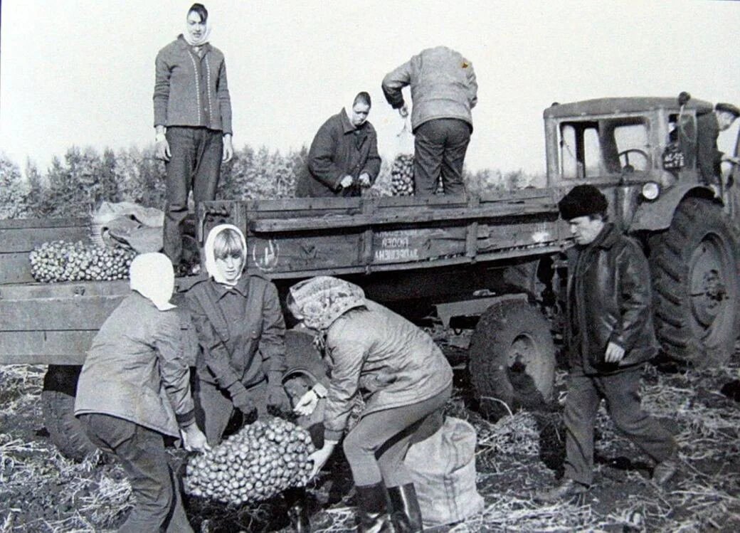 Колхоз это в ссср. Деревня Совхоз колхоз. Советские колхозы и Совхозы. Советский Совхоз. Студенты на картошке в СССР.