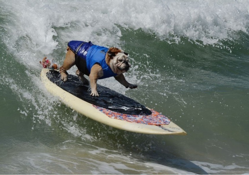 11 самых дурацких видов спорта в мире