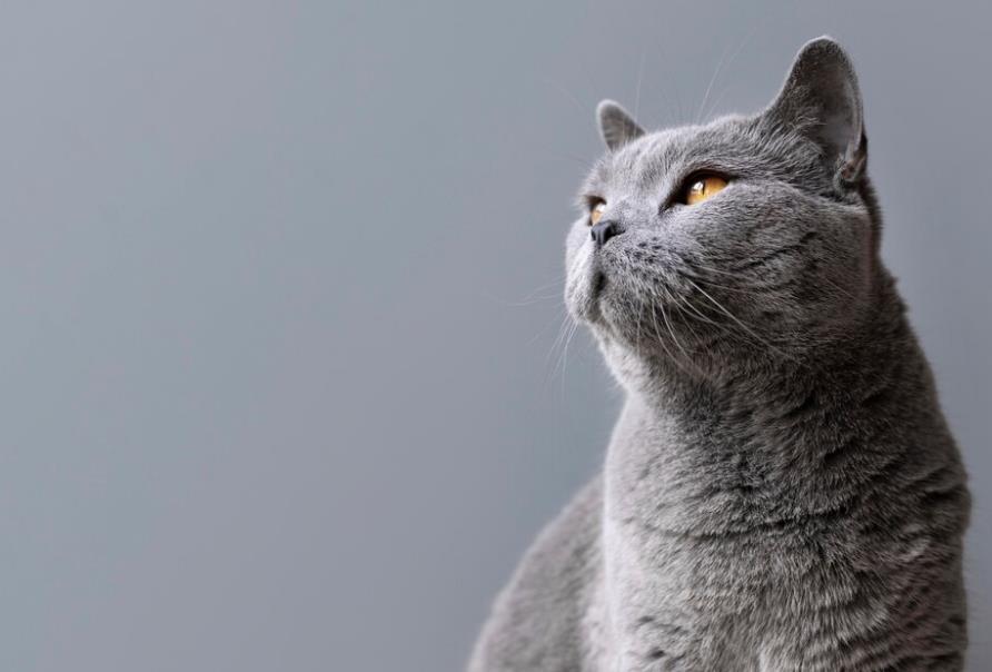 История о том, как младший сын со своей кошкой оставили весь вагон без туалета