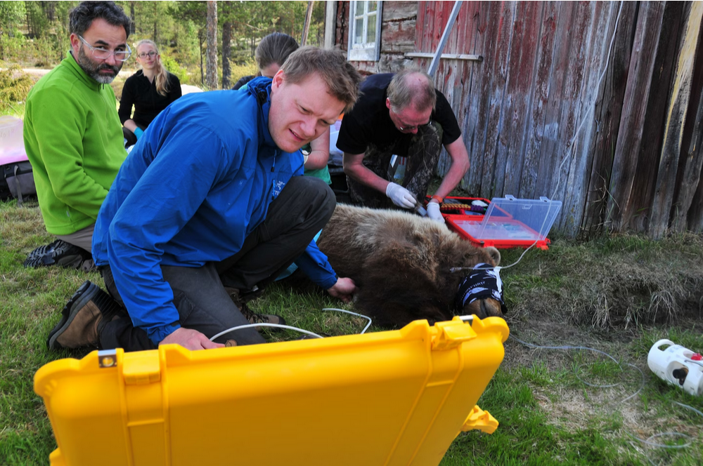 Научившись спать, как медведь, вы можете спасти себе жизнь