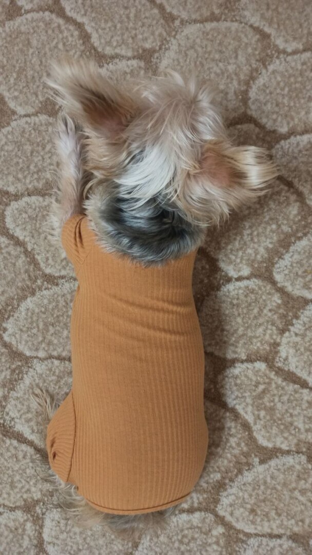 Осторожно грумминг. Как поход к грумеру не стал последним