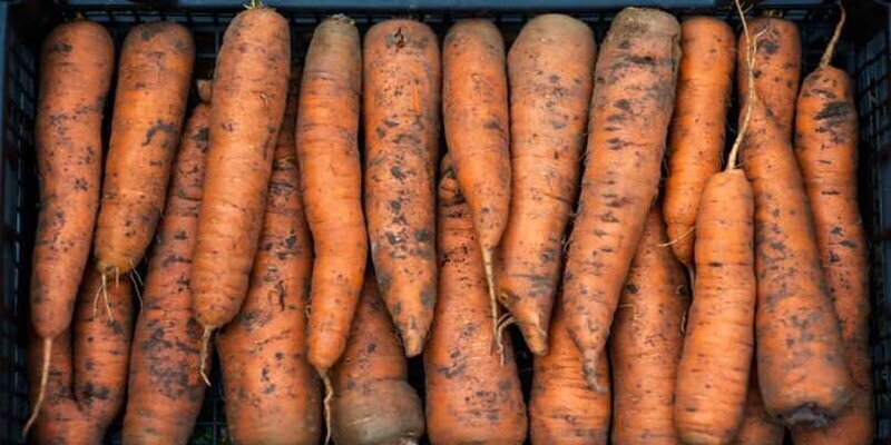 Морковь для раненного в СВО