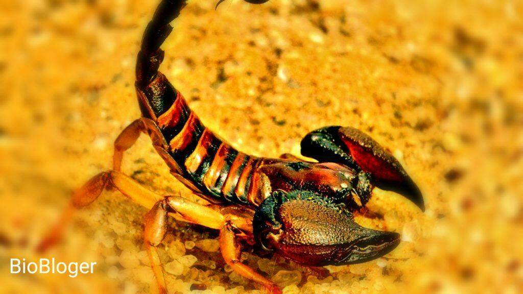 Самый опасный в мире - индийский красный скорпион