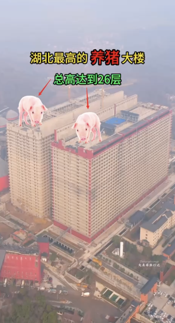 Что известно о поставках российской свинины в Китай