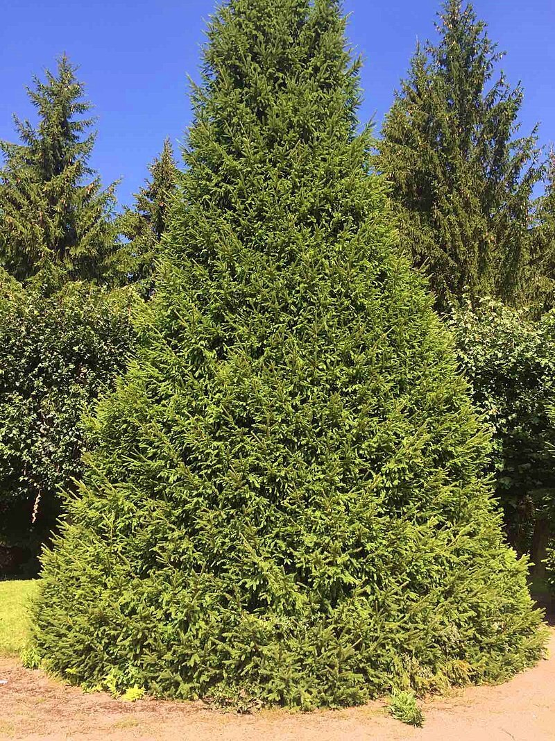 Покупайте живые елки или живые сосны! Минуточку. Живые? Как это живые, если их уже спилили....