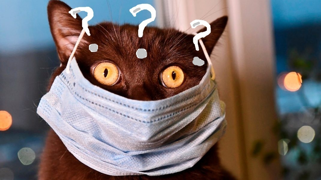 Хвостатый вернулся, или о "традиционных ценностях".