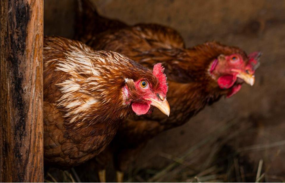 Росстат заявил, что куры в 2023 году стали хуже нестись