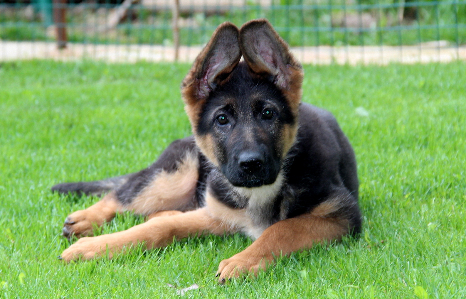 Как воспитывать трёхмесячного щенка овчарки