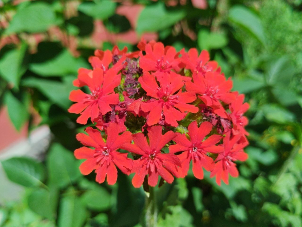 Почему мы не замечаем природу, которая нас окружает