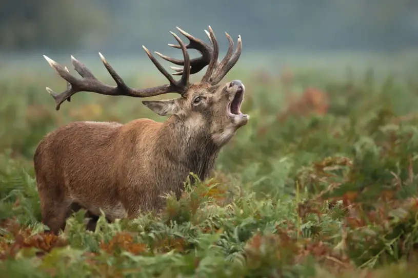 Болезнь превращает оленей в зомби. Может ли он перейти на людей?