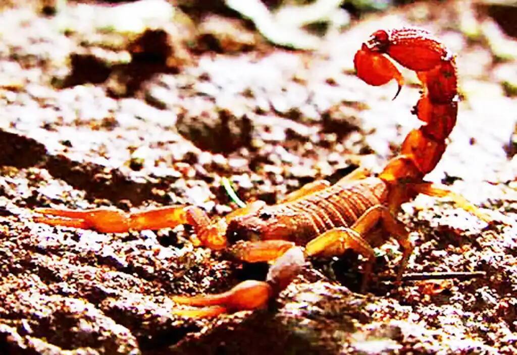 Самый опасный в мире - индийский красный скорпион. часть 2