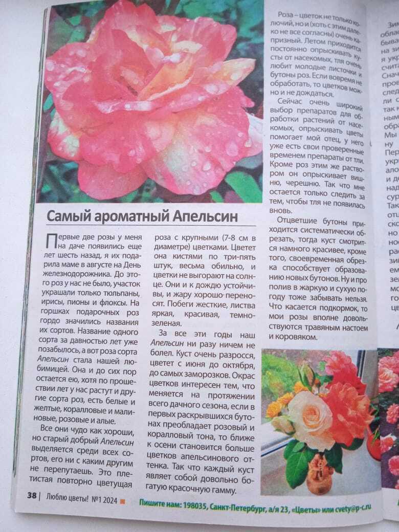 Мой первый удачный опыт публикации в журнале «Люблю цветы»: первый гонорар и первые впечатления, делюсь своим опытом