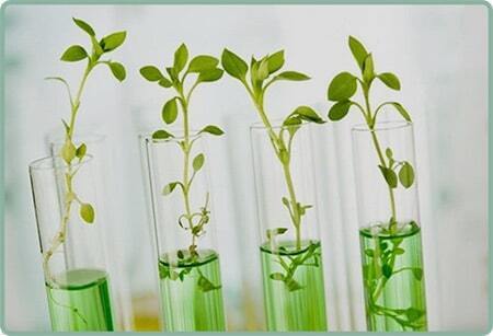 "Искусство Размножения Цветов: Укоренение Черенками"