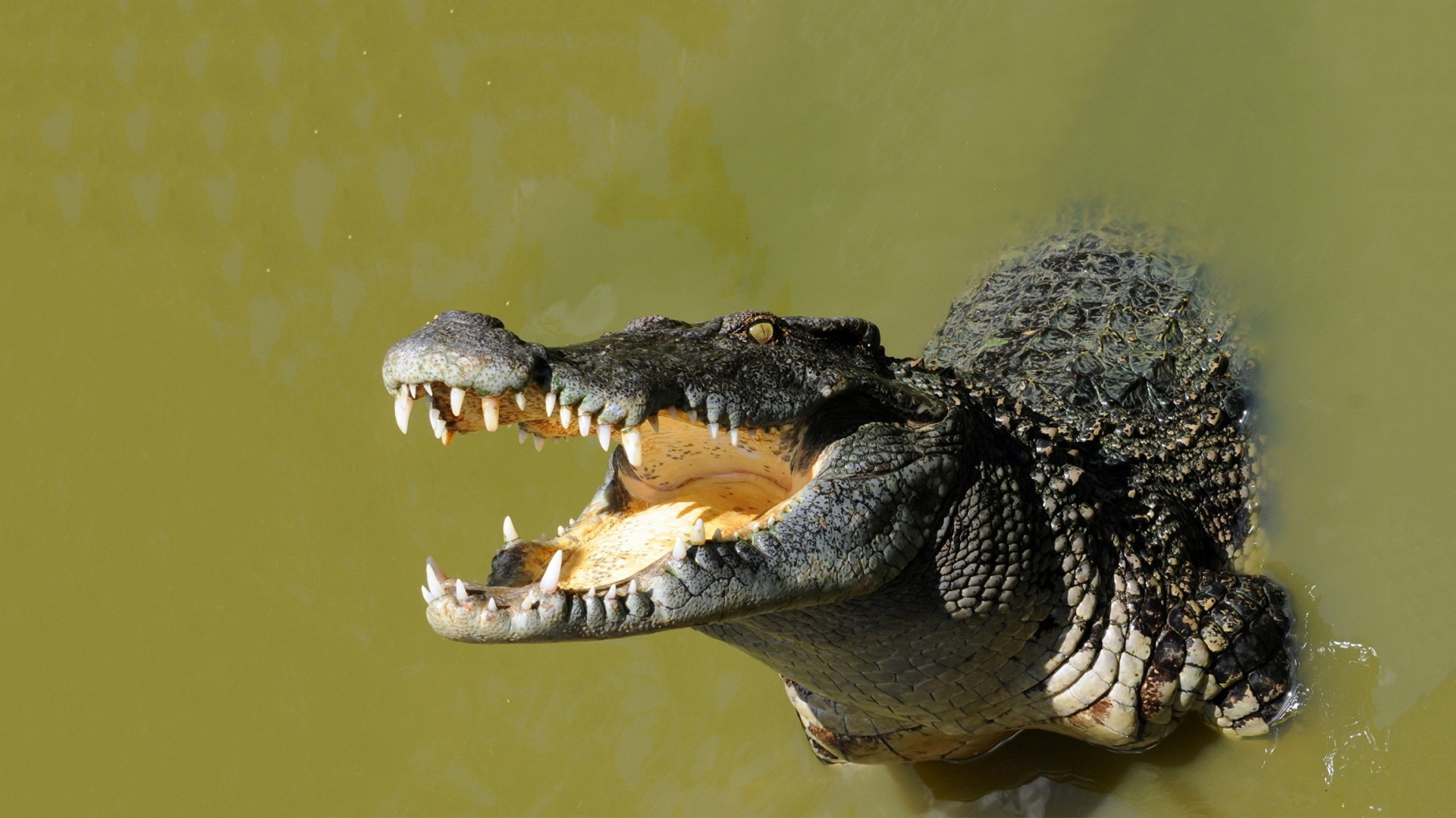 О сокровенных тайнах чакры "Свадхистаны"! Глава первая...