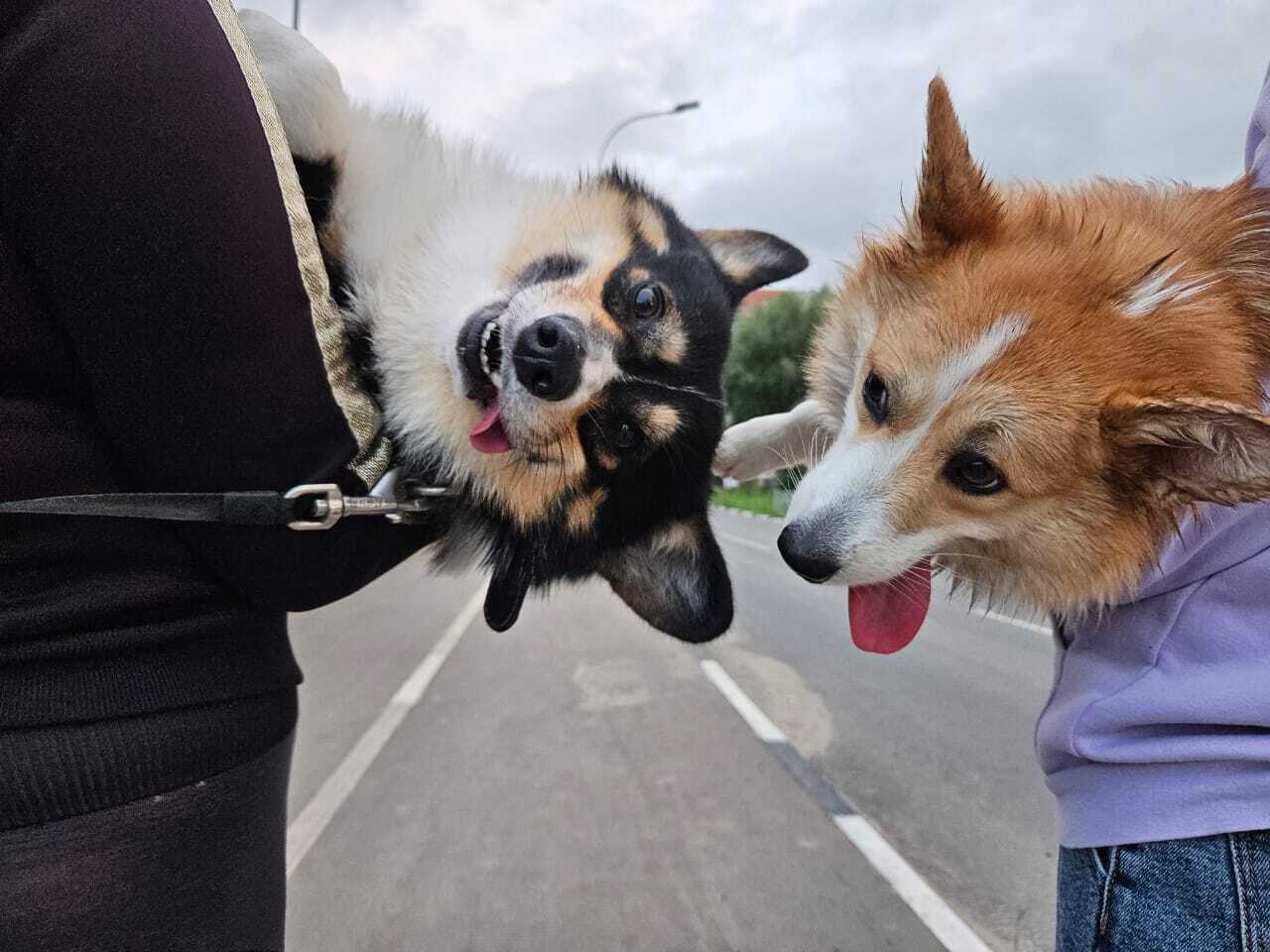 Первые покупки для пёселя