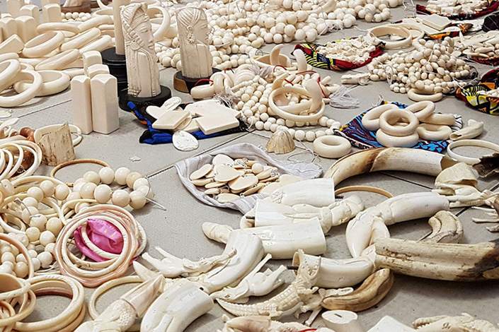 Драгоценное богатство ушло в прах: в Нигерии уничтожены слоновьи бивни на сумму 11 миллионов долларов.