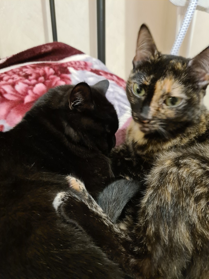 Лапки в единстве: Как обеспечить гармоничные взаимоотношения между двумя Котенками