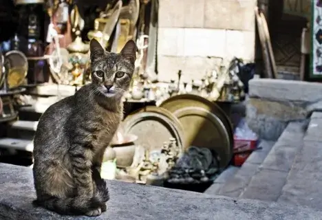 Кошки: история происхождения и первые появления