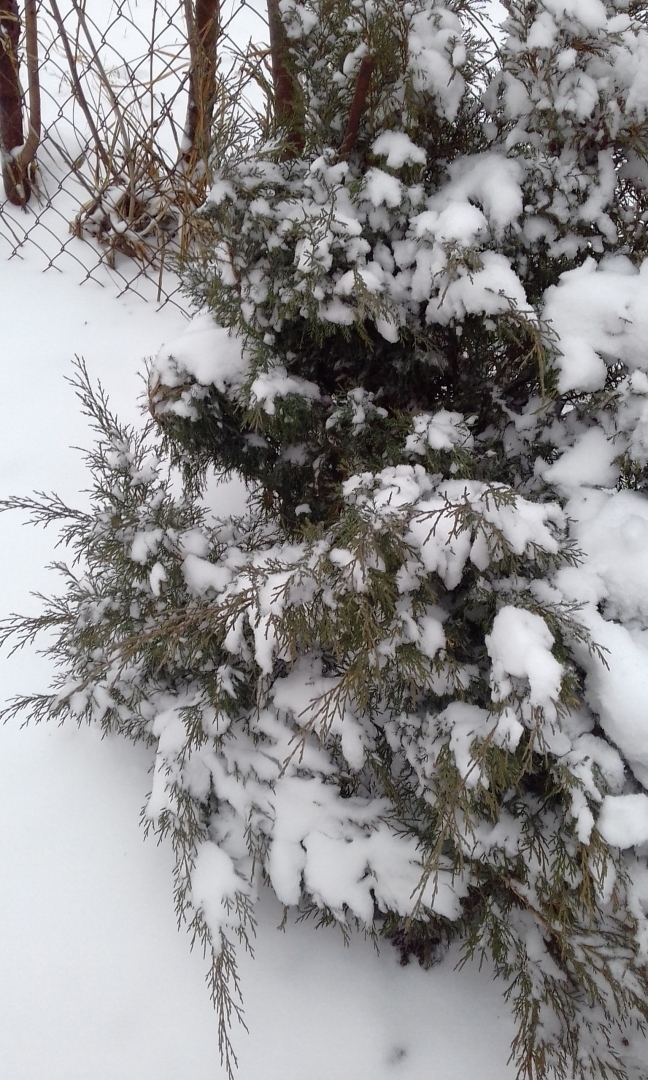 Зимние выходные на даче: чем заняться в морозные зимние дни на даче, как весело и с пользой провести время