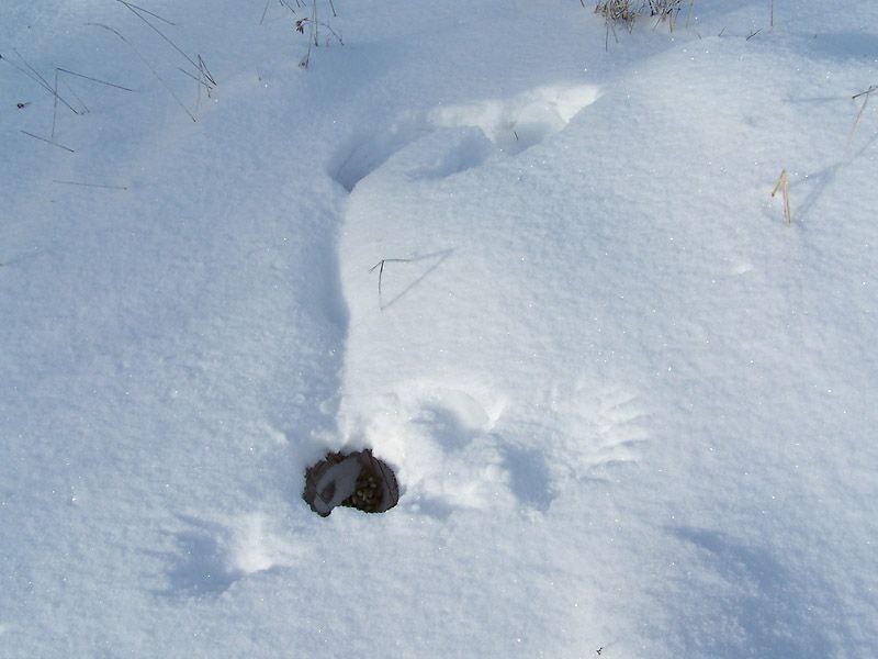 Книги про природу.