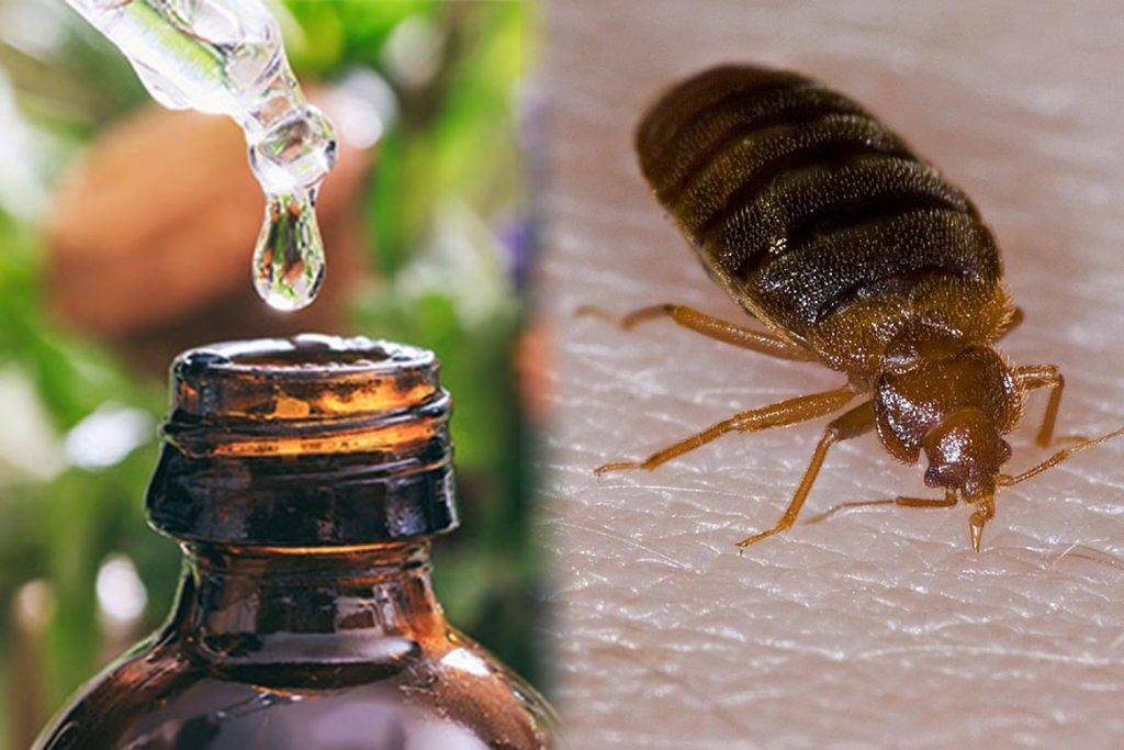 7 кругов ада, или Как я сражалась с клопами за проживание в одной квартире