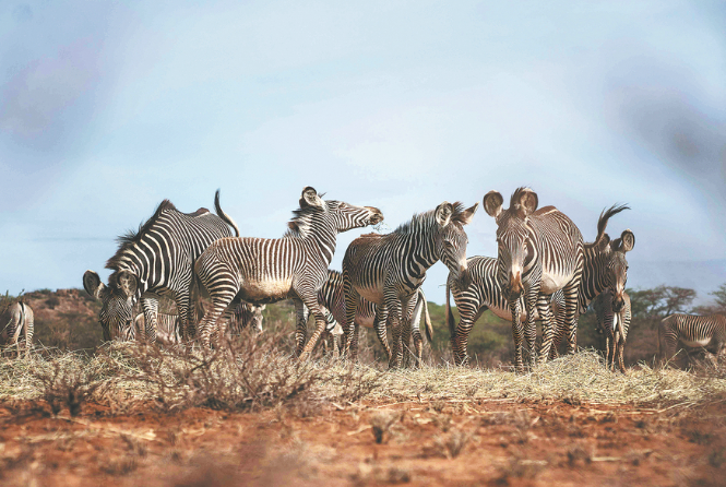 Политика Кении по безвизовому отказу вызывает неоднозначную реакцию