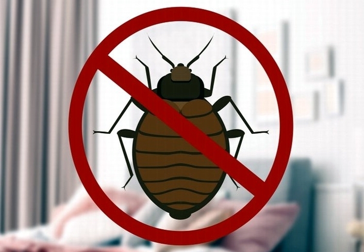 7 кругов ада, или Как я сражалась с клопами за проживание в одной квартире