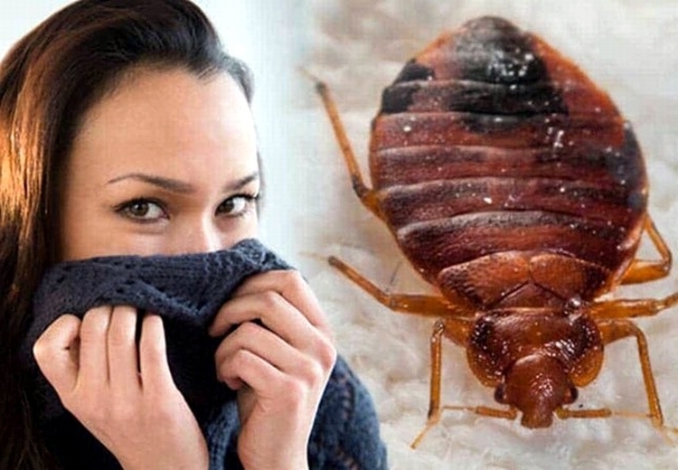 7 кругов ада, или Как я сражалась с клопами за проживание в одной квартире