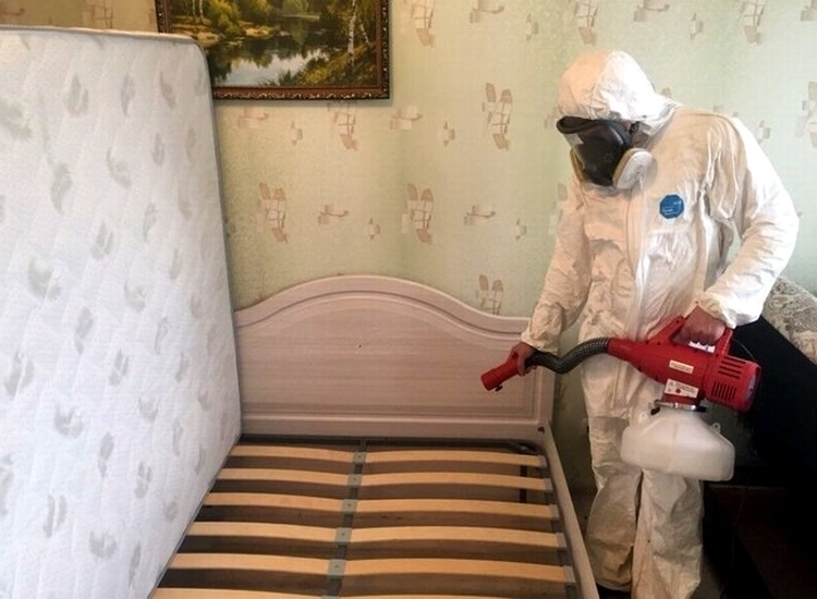 7 кругов ада, или Как я сражалась с клопами за проживание в одной квартире