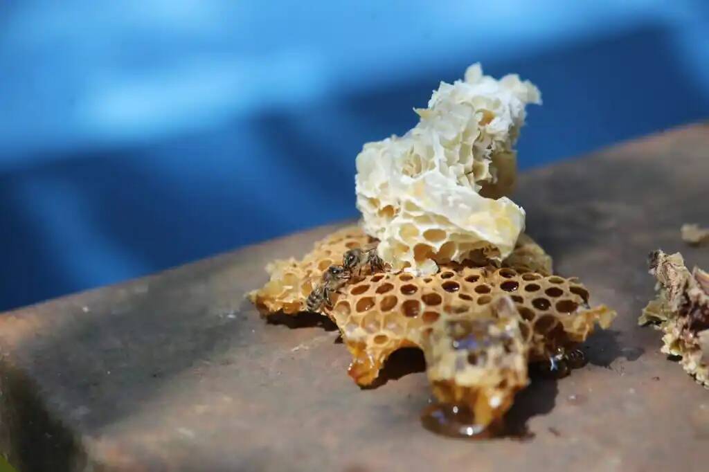 Мёд - природное лекарство