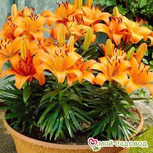 Комнатные растения, опасные для домашних питомцев